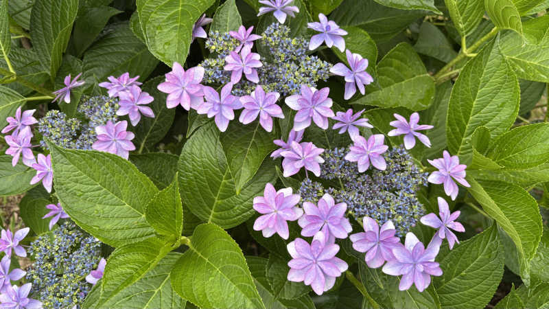 戦国さんの山賊サウナのサ活写真