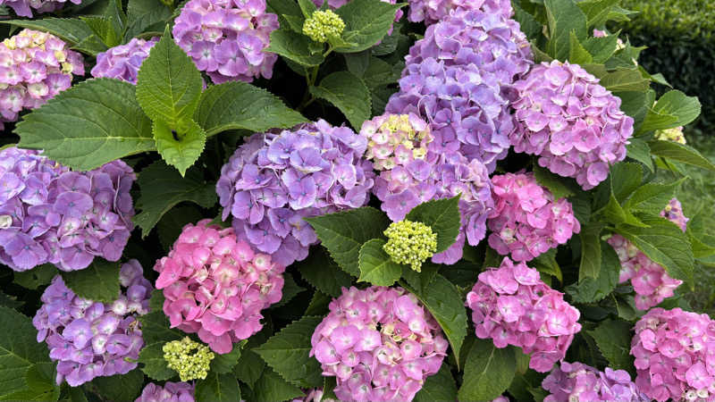 戦国さんの山賊サウナのサ活写真