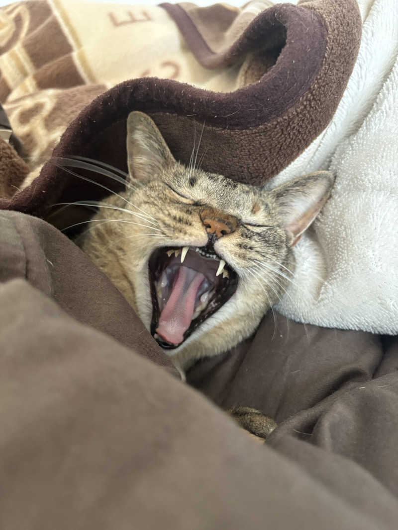 S213–1972さんの天空SPA HILLS 竜泉寺の湯 名古屋守山本店のサ活写真