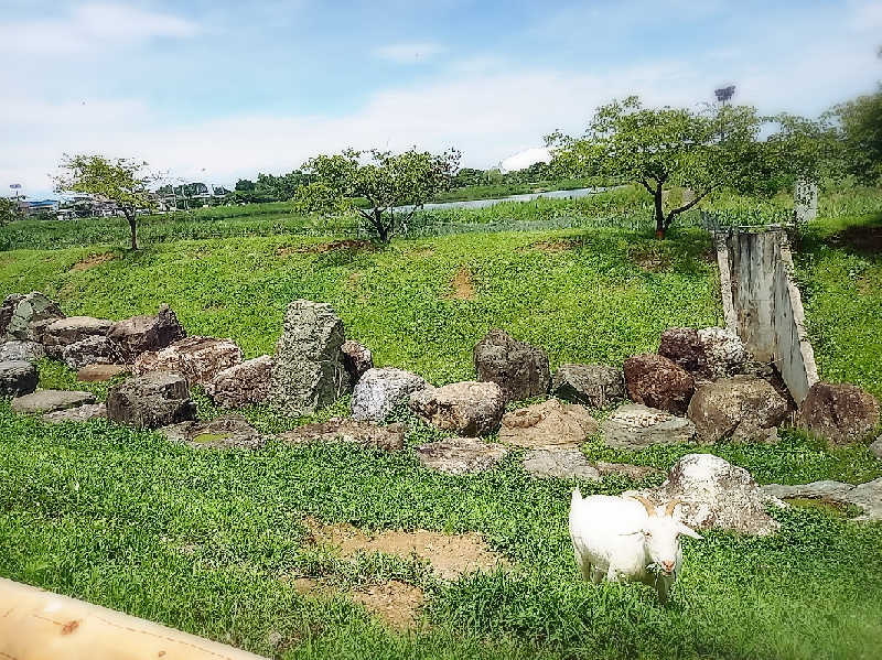 マッコウクラジさんの花湯スパリゾートのサ活写真