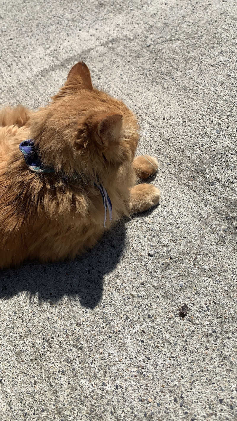 sauna～にゃさんの白峰温泉 総湯のサ活写真