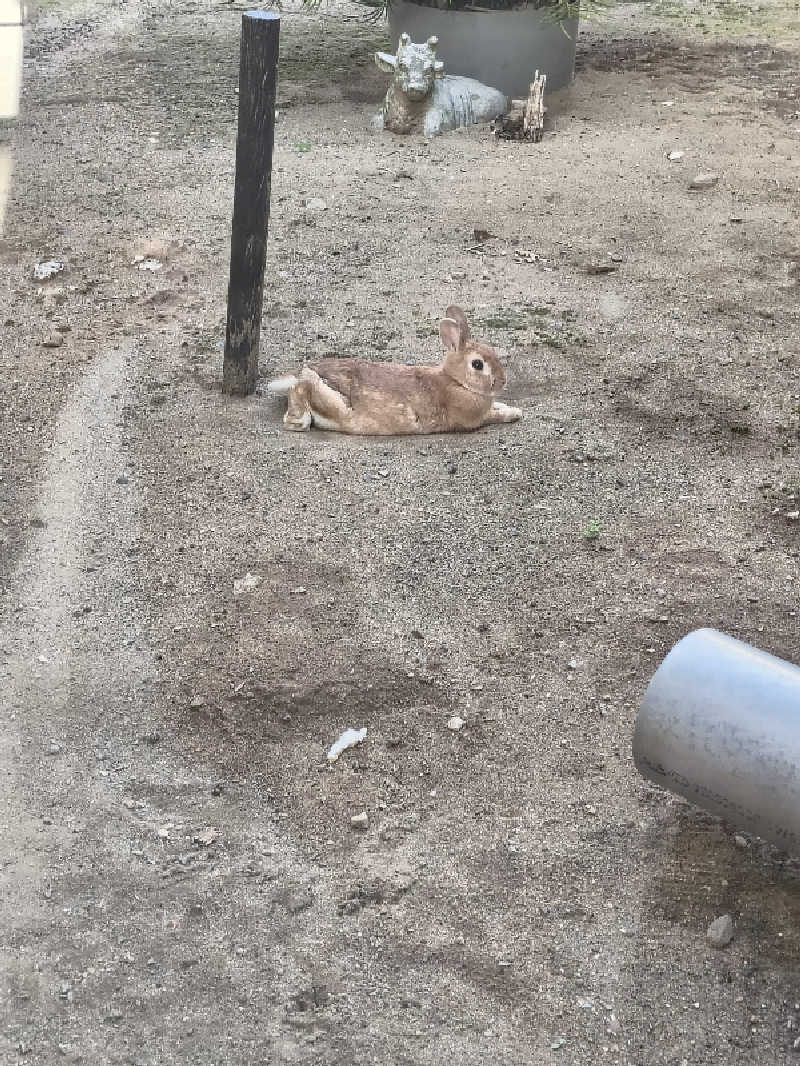 DJさんの天然温泉 佐野温泉 福の湯のサ活写真