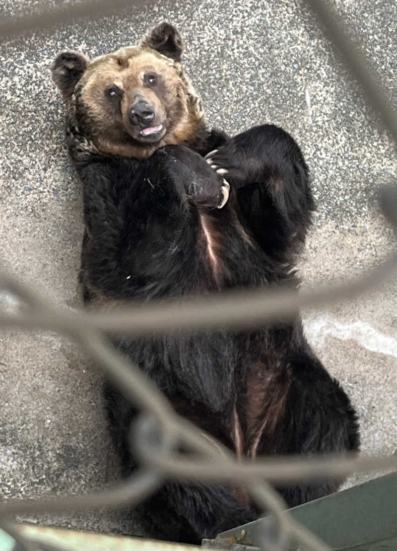 つっちさんのつがる市車力ウェルネスセンター しゃりき温泉のサ活写真