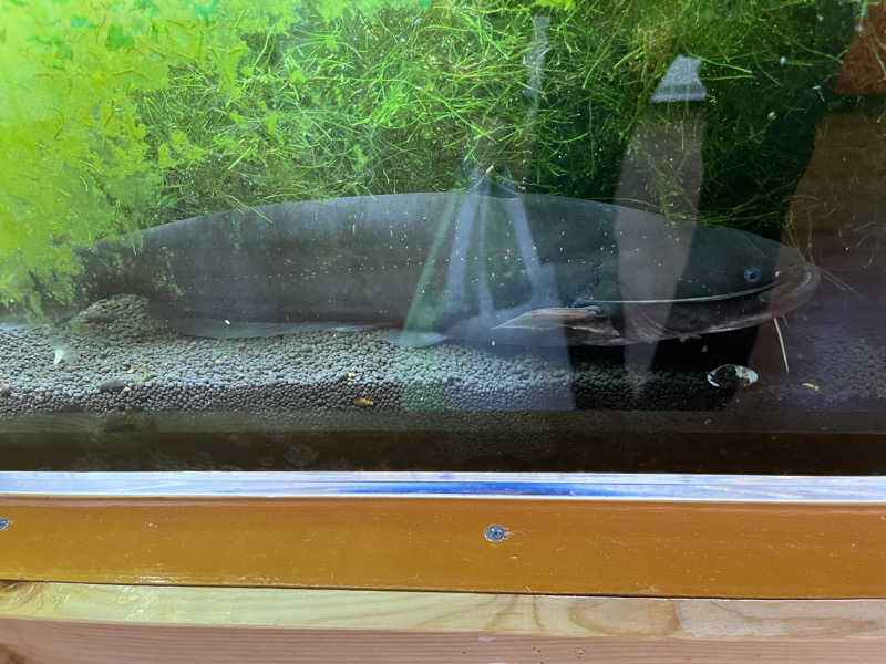 つっちさんのあさひ温泉のサ活写真