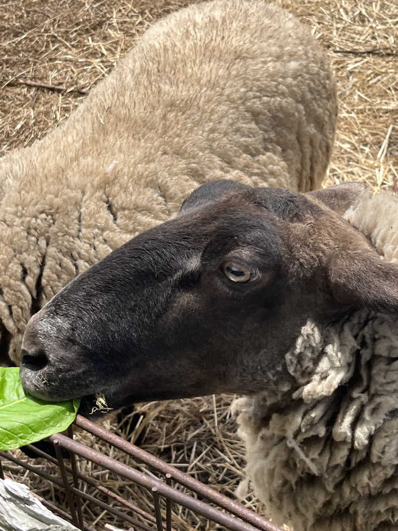 つっちさんの東北温泉のサ活写真