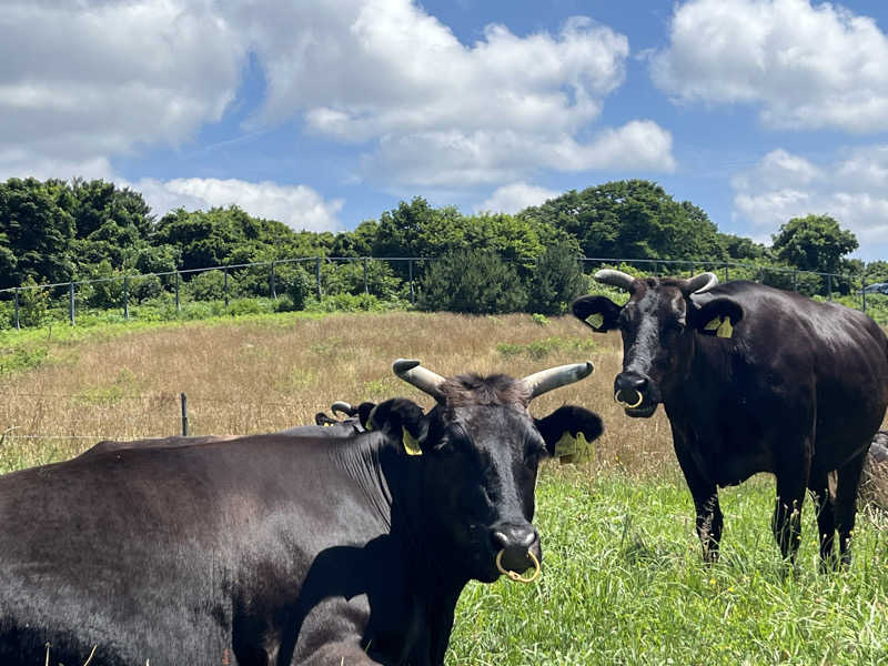 つっちさんの五所川原市健康増進施設 にこにこ温泉しうらのサ活写真