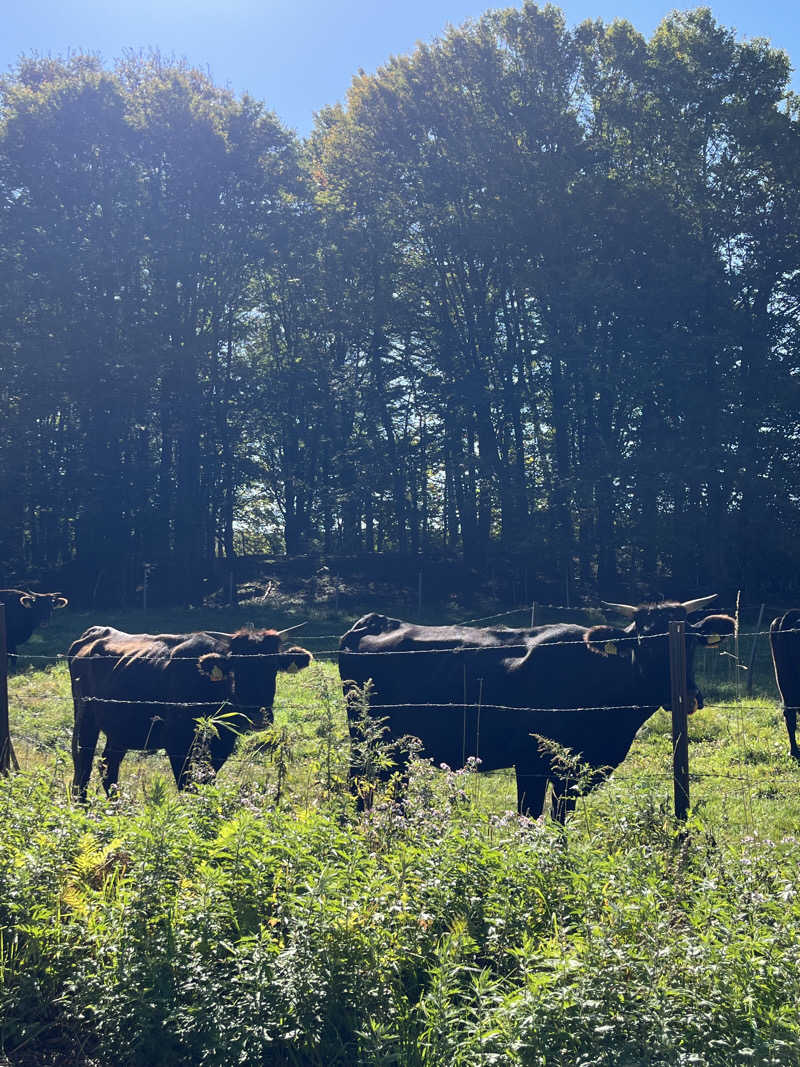 つっちさんの新郷温泉館のサ活写真