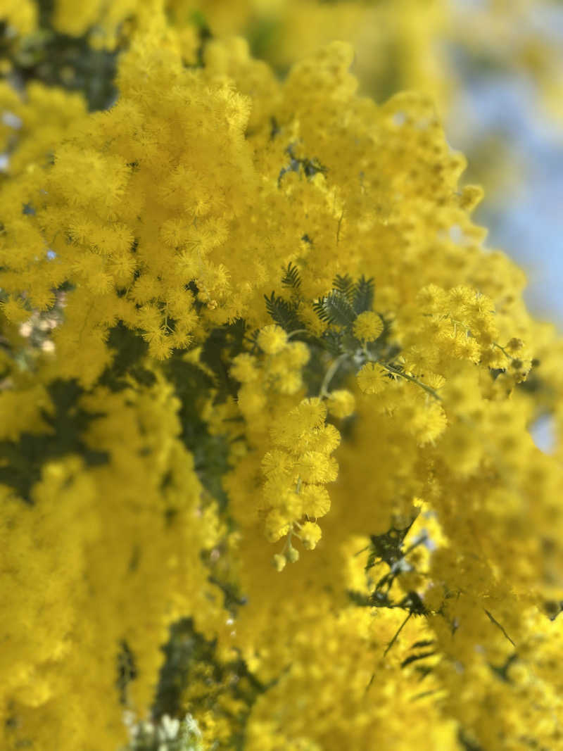 おーたむさんの北村温泉ホテルのサ活写真