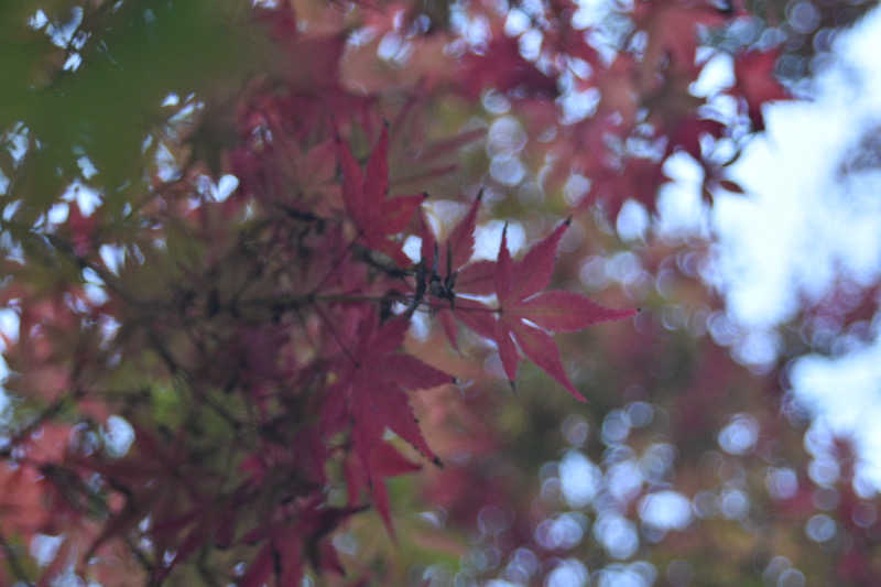 maisaunaさんのサウナと天然温泉 湯らっくすのサ活写真