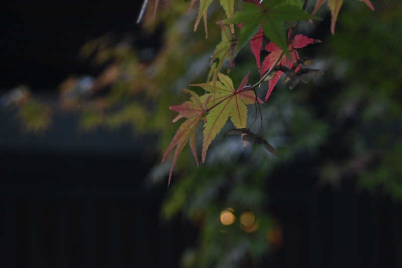 maisaunaさんのサウナと天然温泉 湯らっくすのサ活写真