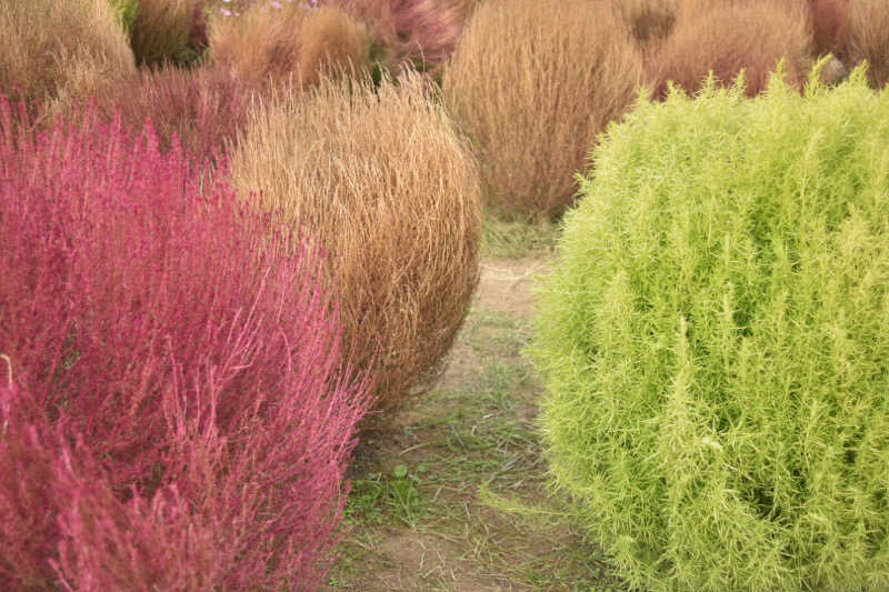 maisaunaさんのトライアルゴルフ&リゾートASO COURSE/阿蘇キャニオンテラス&ロッジのサ活写真