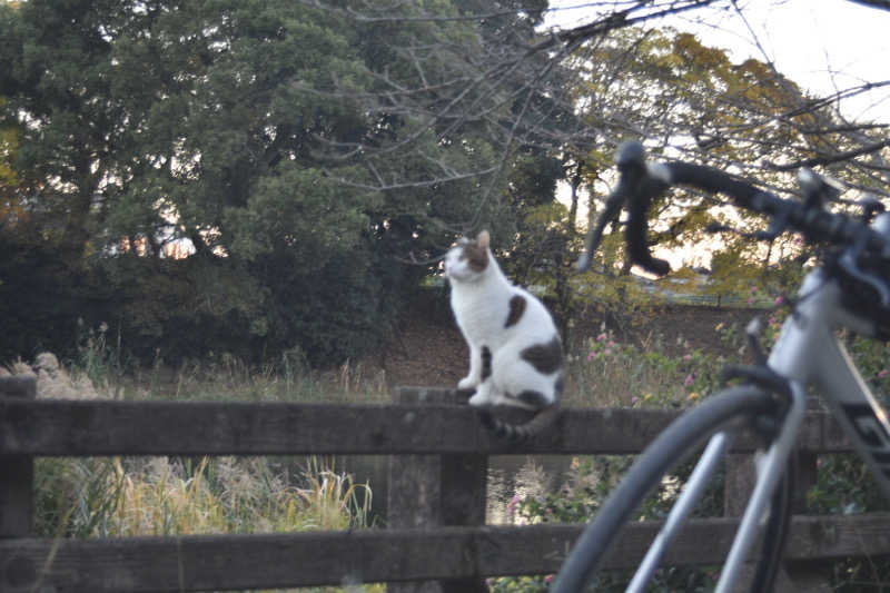 maisaunaさんのばってんの湯のサ活写真