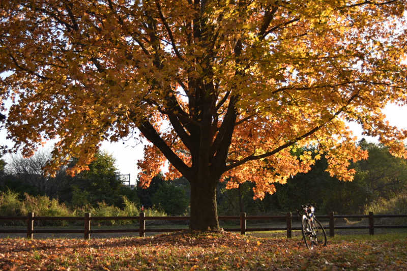 maisaunaさんのばってんの湯のサ活写真