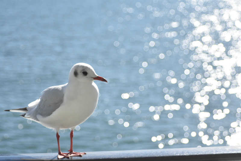 maisaunaさんの雲仙みかどホテル本館のサ活写真