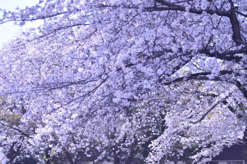 maisaunaさんのサウナと天然温泉 湯らっくすのサ活写真