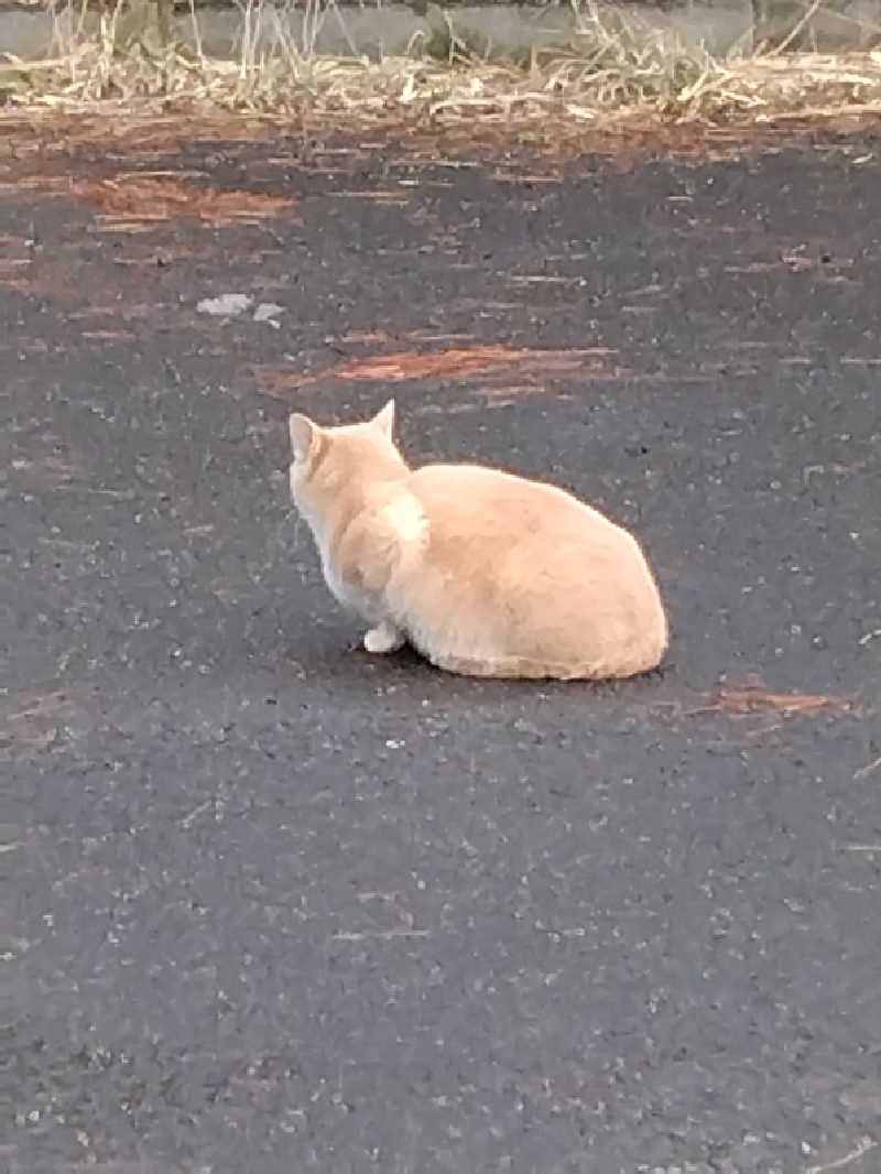 てぃばさんの夕陽温泉WAOのサ活写真