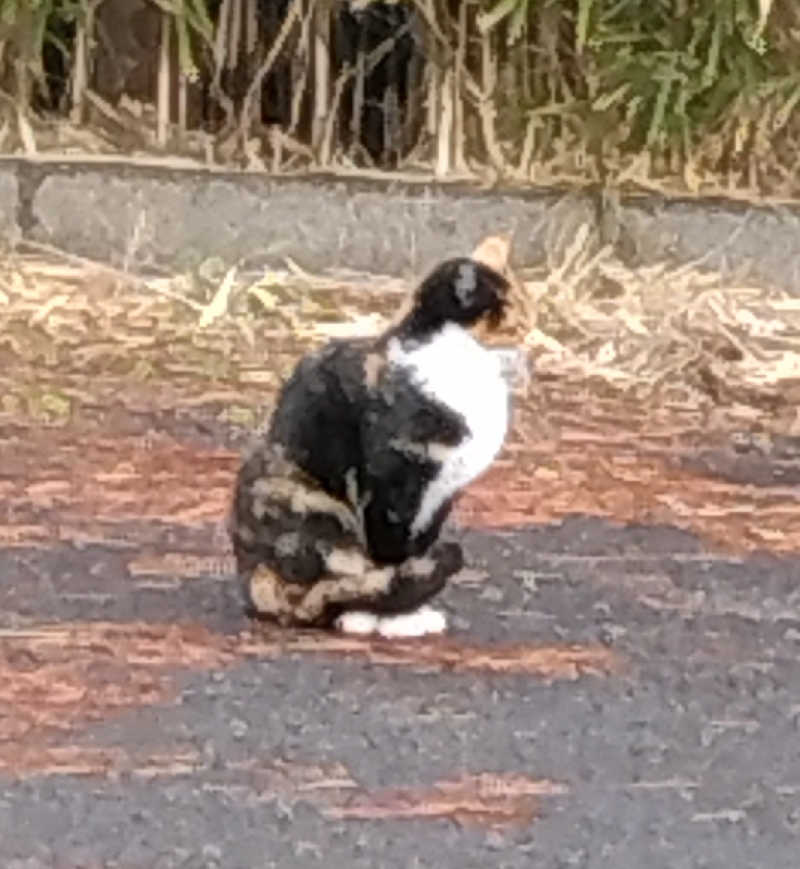 てぃばさんの夕陽温泉WAOのサ活写真