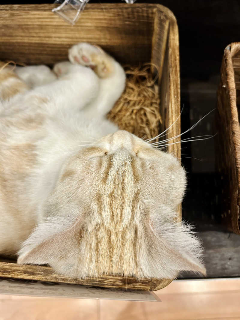 ゆぽぽさんの行田・湯本天然温泉 茂美の湯のサ活写真