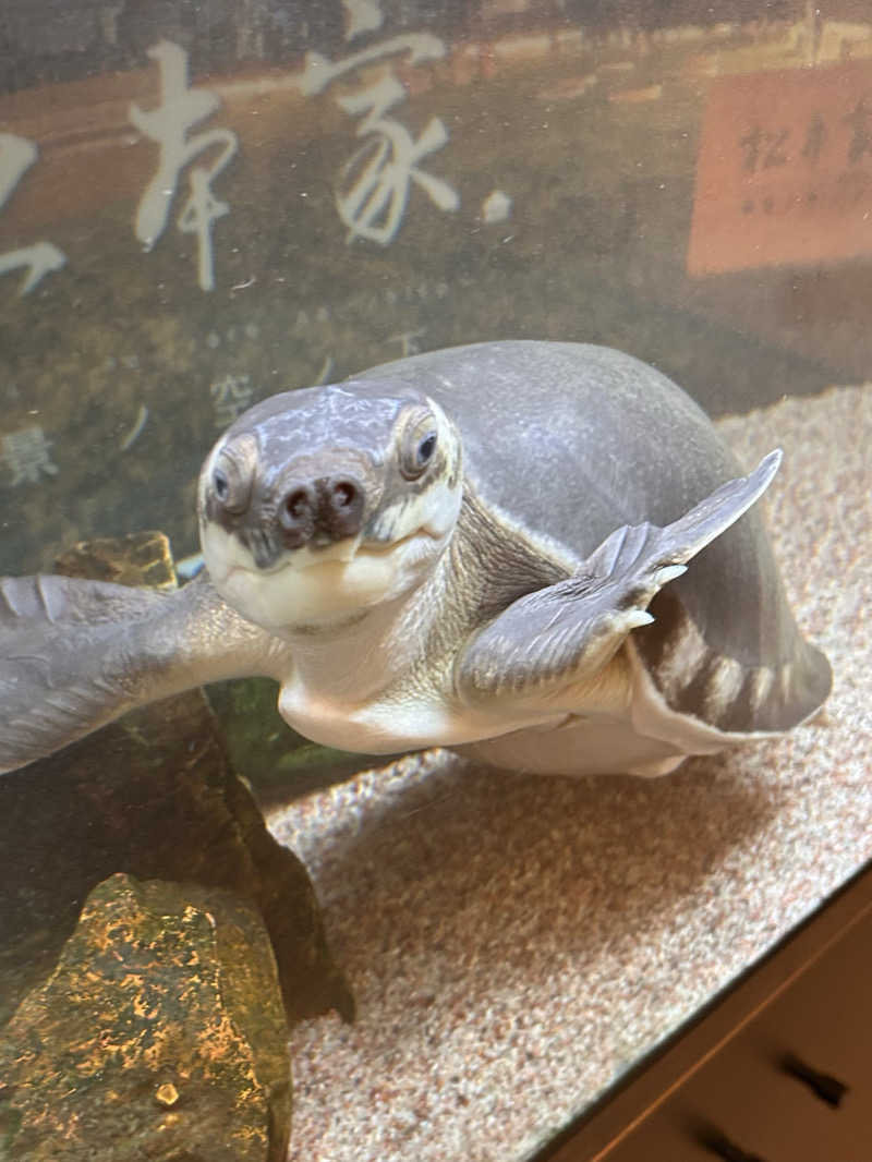 ゆぽぽさんの松本湯のサ活写真