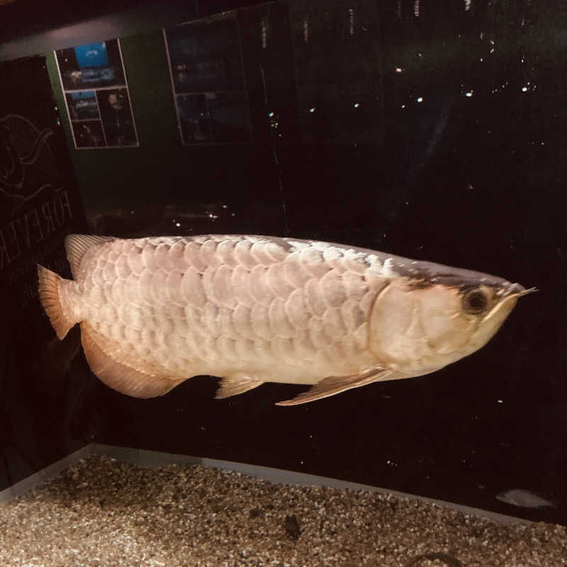 カンピさんのクア温泉屋島のサ活写真