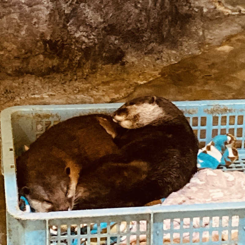 カンピさんのクア温泉屋島のサ活写真