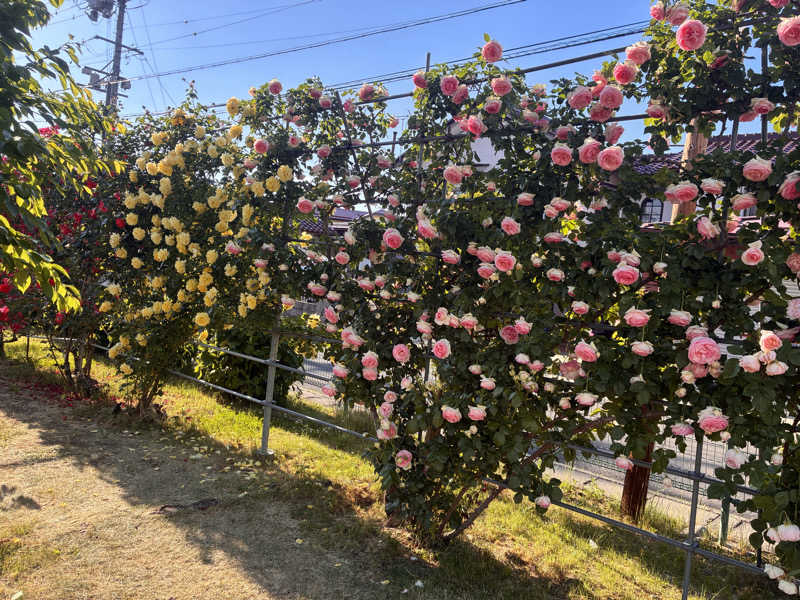 枝豆パンチョさんの湯の駅ぽんぽこのサ活写真