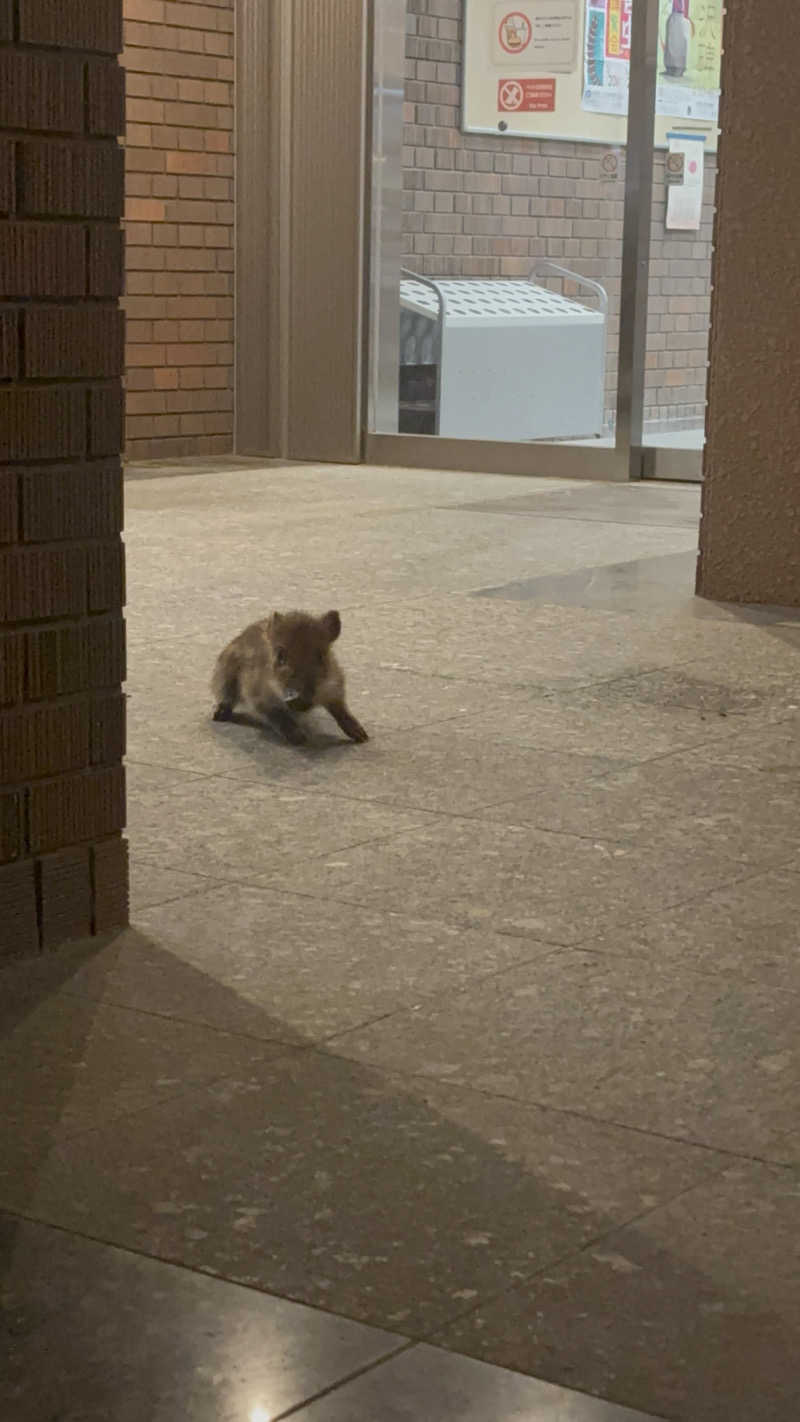 トトノッターさんの峠の湯のサ活写真