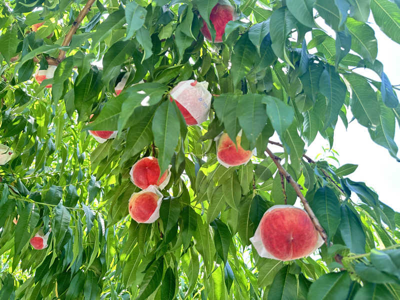 やなぎさんの湖畔の楽園ドラゴンサウナのサ活写真