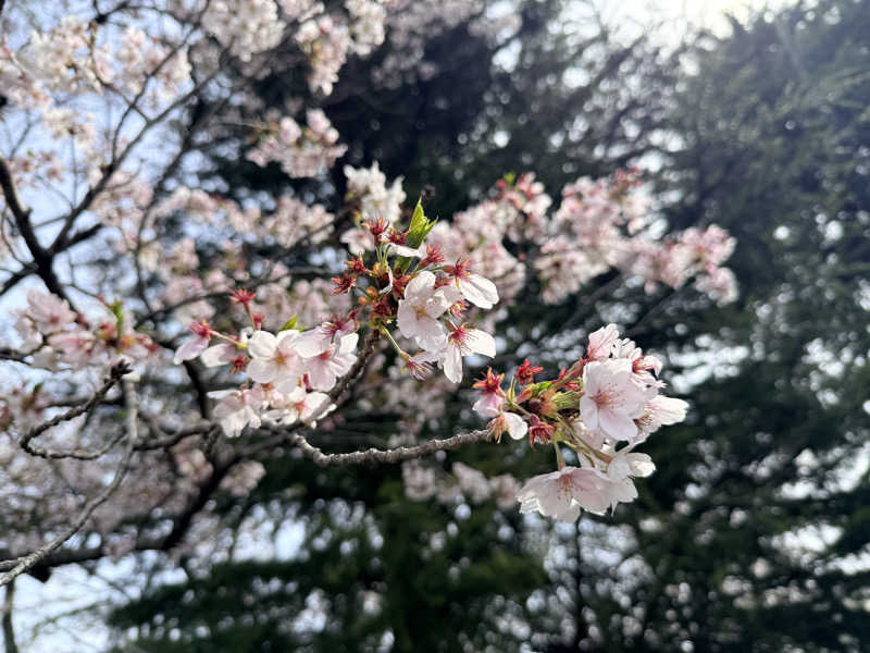 etyuさんの季の邸 天然温泉鍋田川のサ活写真