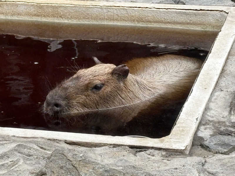 ユウさんの石狩天然温泉 番屋の湯のサ活写真