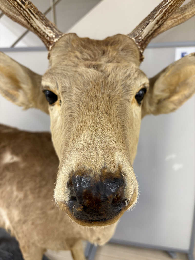 ユウさんの恵庭温泉ラ・フォーレのサ活写真