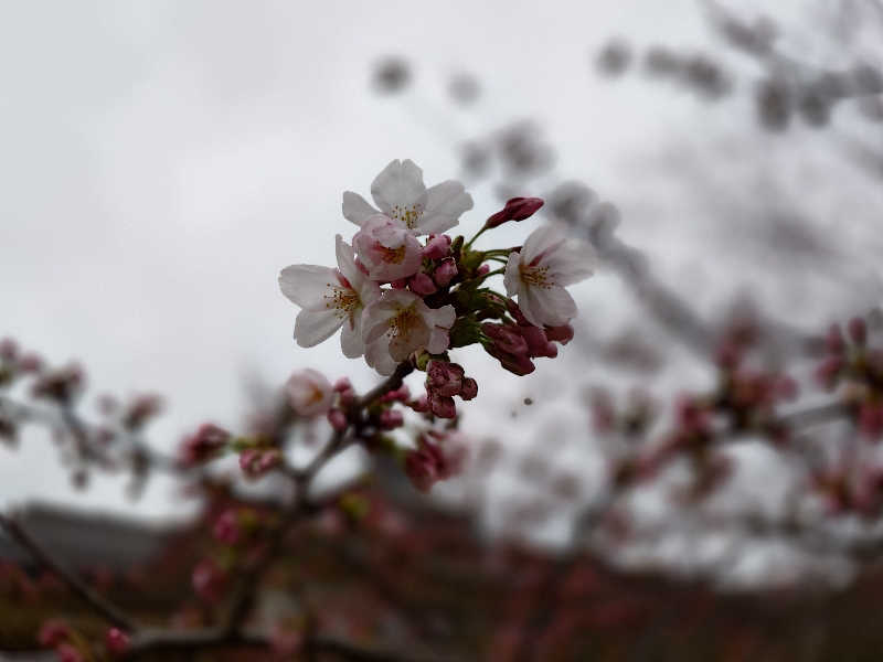 しんたろうさんの金浦温泉・学校の栖のサ活写真