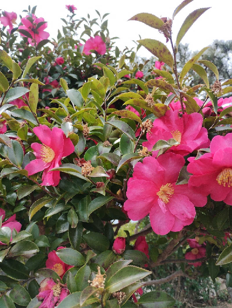 ＪＪ８８４さんの濱の湯のサ活写真