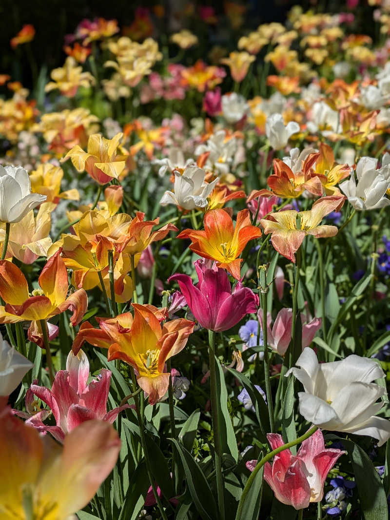 aさんのよみうりランド眺望温泉 花景の湯のサ活写真