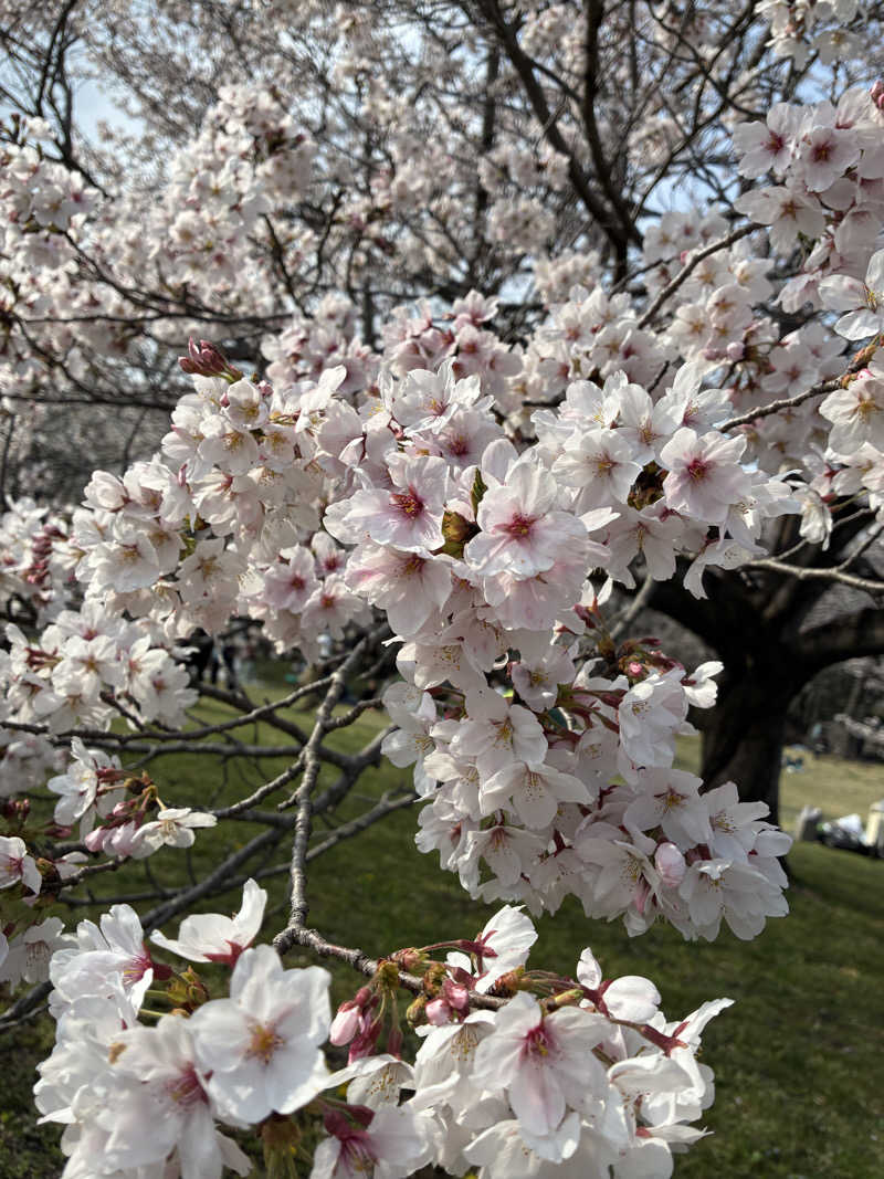 ビール大好きさんさんの稲城天然温泉 季乃彩(ときのいろどり )のサ活写真