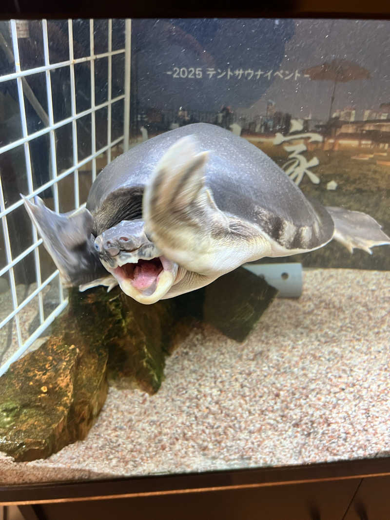 チワワさんの松本湯のサ活写真
