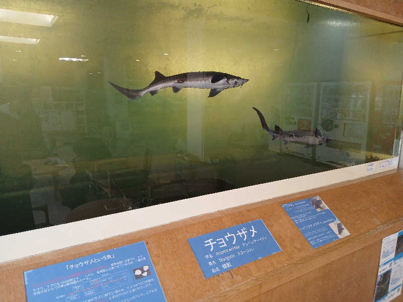 まるちゃんさんのびふか温泉のサ活写真