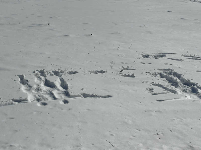 けーちゃんさんのQuiet Storm Nasuのサ活写真