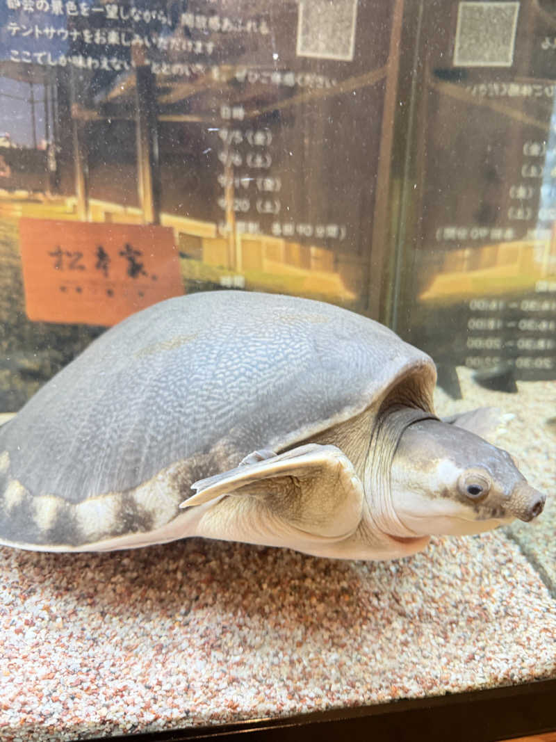 ﾛｼﾋﾟ🍓さんの松本湯のサ活写真