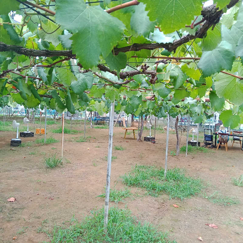 kafujiさんのおふろcafé かりんの湯のサ活写真