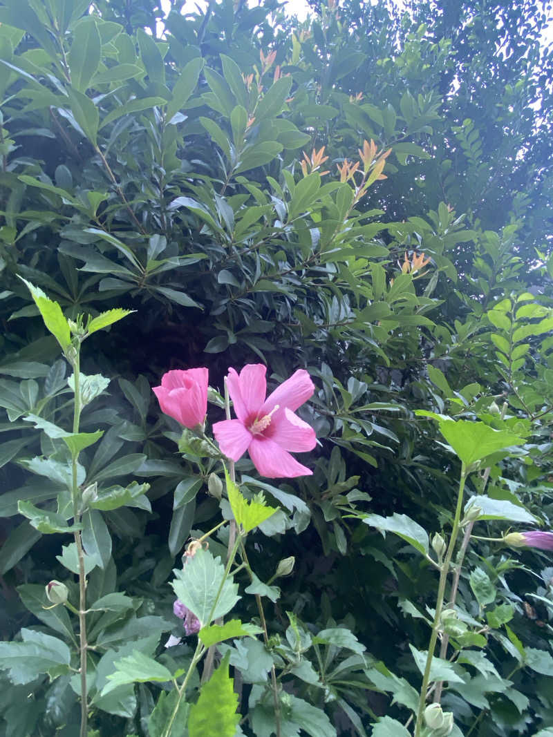 ともさんの久松湯のサ活写真