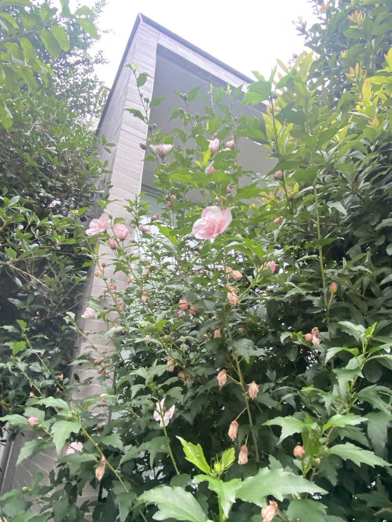 ともさんの久松湯のサ活写真