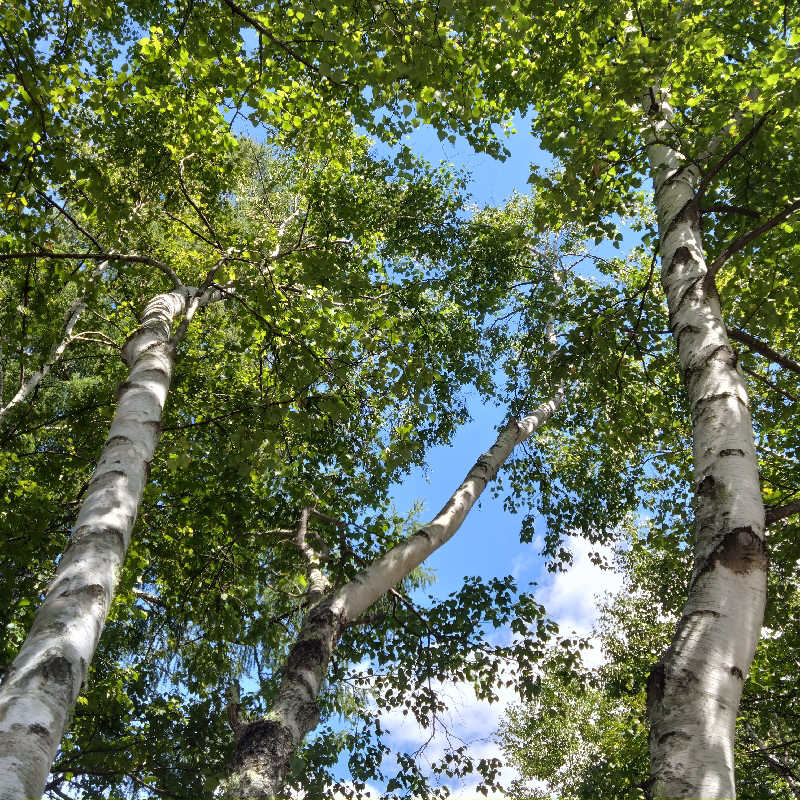 パウダースノーさんのSAUNA TEN            - Birch and cloud forest -のサ活写真