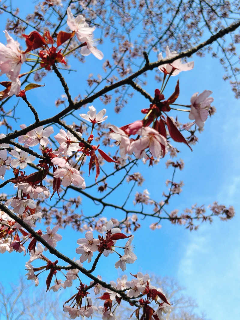 けーすけさんのザ・センチュリオンサウナレスト&ステイ札幌のサ活写真