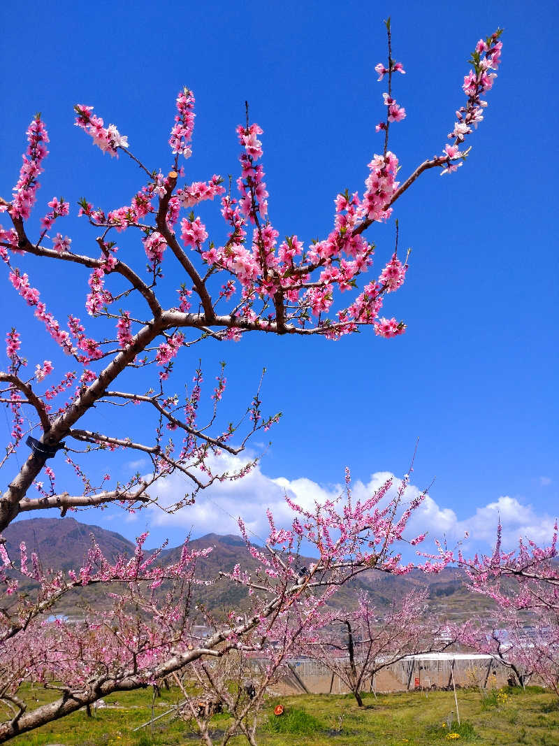 すず姉さんさんの正徳寺温泉初花のサ活写真