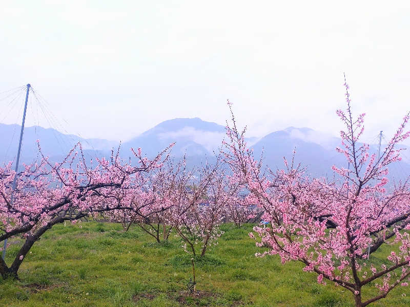 すず姉さんさんの正徳寺温泉初花のサ活写真