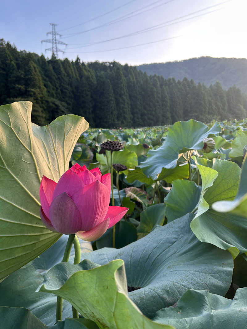 かめまるさんの花はす温泉 そまやまのサ活写真