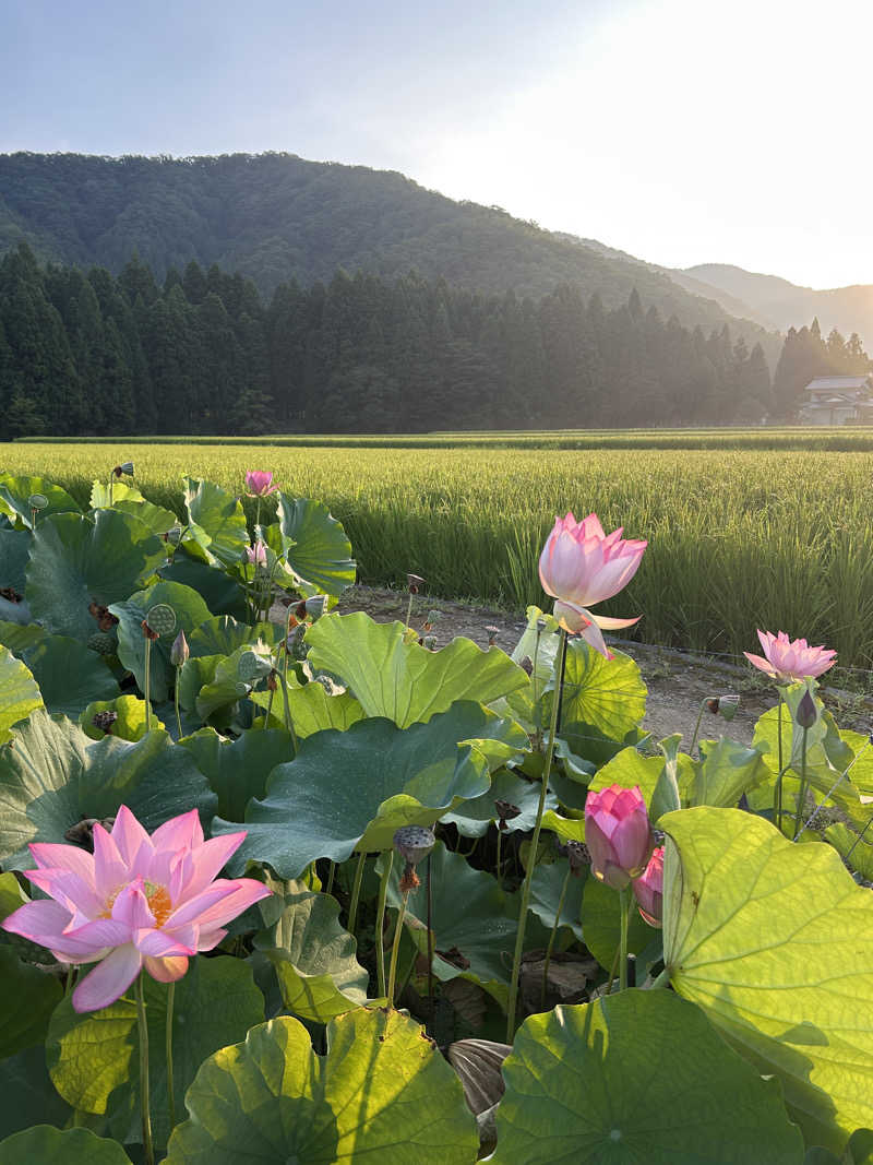 かめまるさんの花はす温泉 そまやまのサ活写真