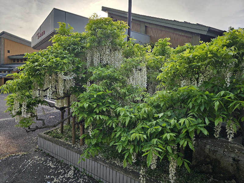 メッチモウテさんのごまどう 湯っ多里館のサ活写真