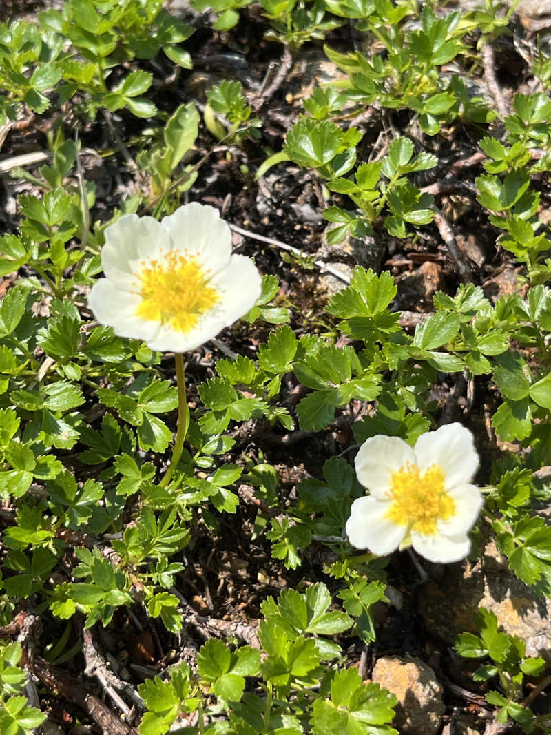 ぶる子さんのSPA&SAUNA オスパーのサ活写真